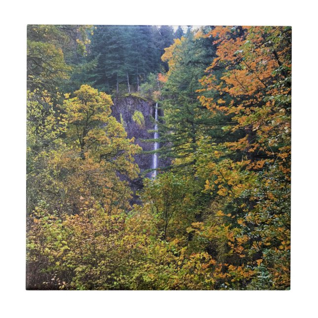 Latourell Falls, Columbia River Gorge, Oregon (Frente)