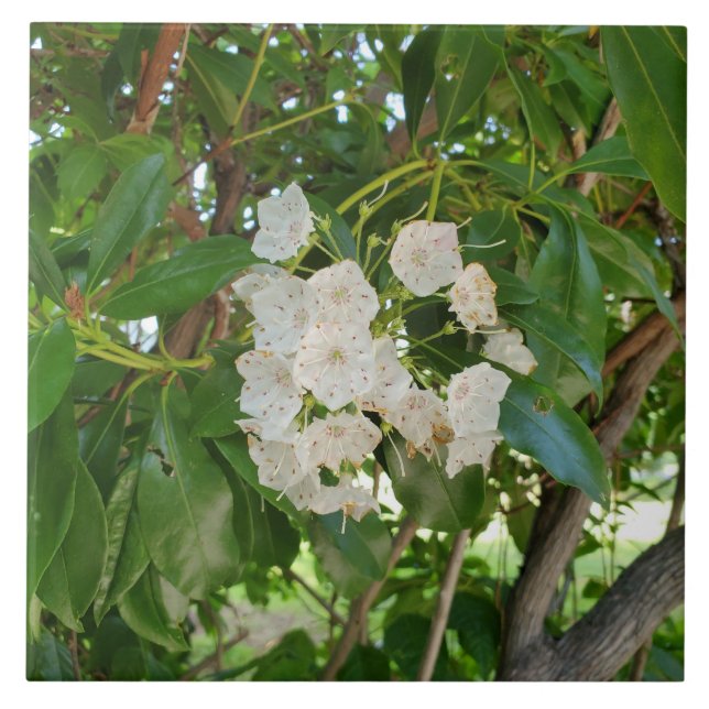 Laurel White Mountain deixa ao sol (Frente)