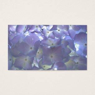 Lavanda