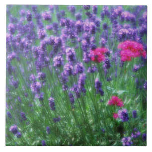 Lavanda 3