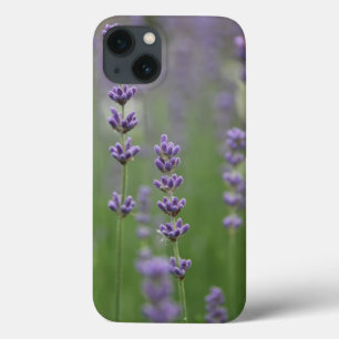 Lavanda de Daît mal existe caixa de ar iPad