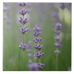 Lavanda Dî Grande Azulejo Quadrado