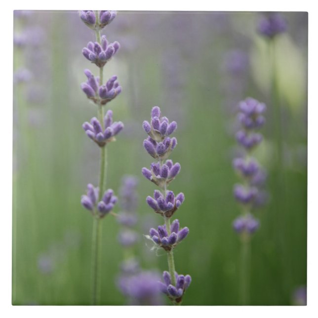 Lavanda Dî Grande Azulejo Quadrado (Frente)