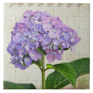 Lavanda Hydrangea Azulejo