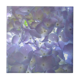 Lavanda Hydrangeas