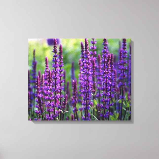 Lavanda Lilac Photo Canvas (Frente)