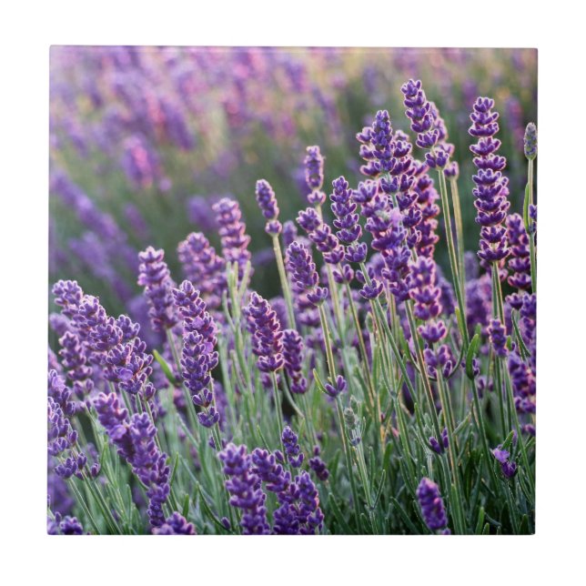Lavanda Lusciosa (Frente)