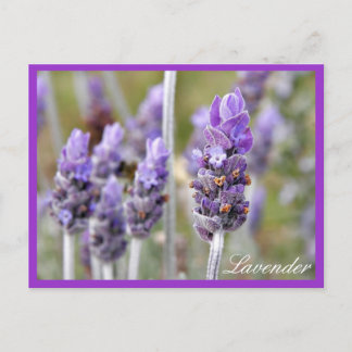 Lavanda no cartão postal florescente