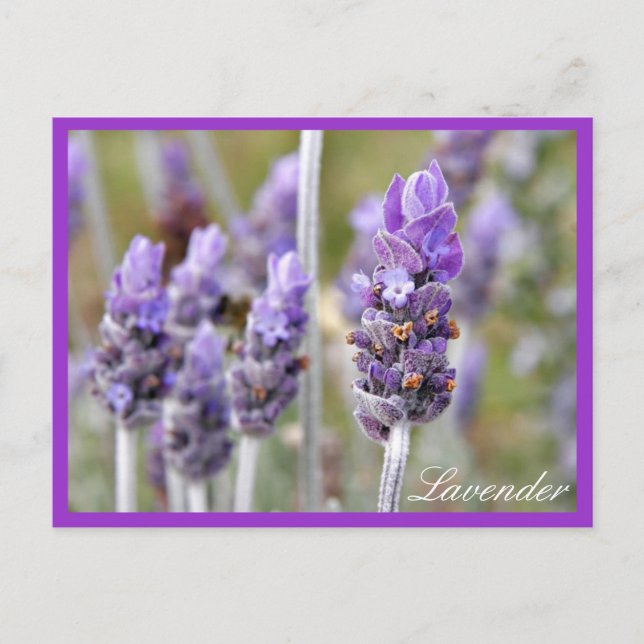 Lavanda no cartão postal florescente (Frente)