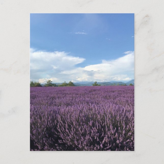 Lavanda no cartão postal francês Riviera France (Frente)