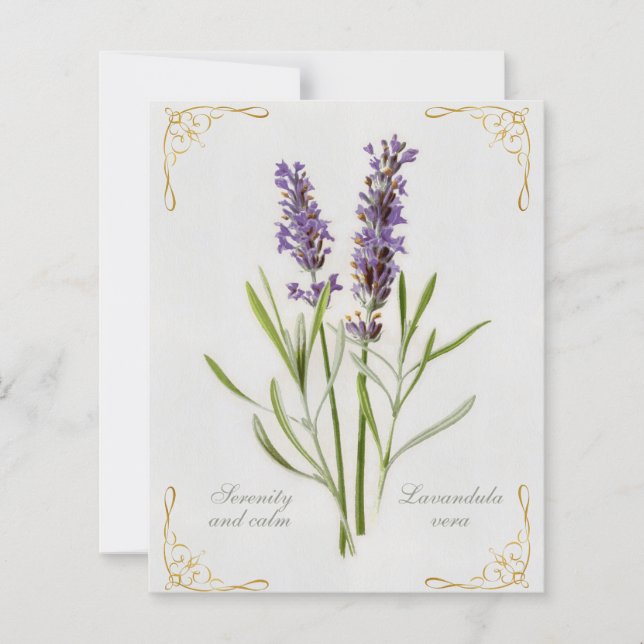 Lavandula Pintada, Serenidade Vera e Calma (Frente)