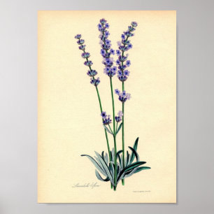 Lavendar Plant Poster