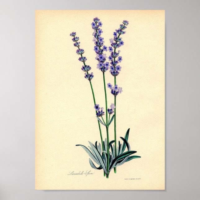 Lavendar Plant Poster (Frente)