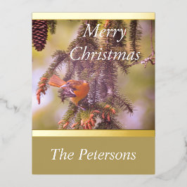 LavishlyNa Ramificação Da Árvore De Pinheiros Verm