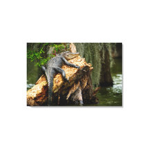 Lazy Alligator Stretered Canvas Print by DeGruy