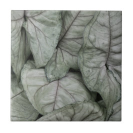 Leaf Print