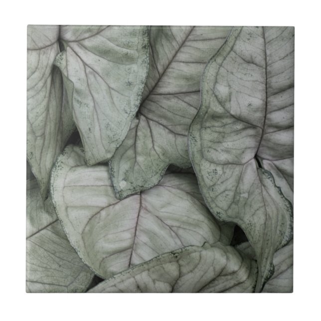 Leaf Print (Frente)