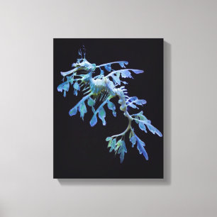Leafy Sea Dragon Canvas
