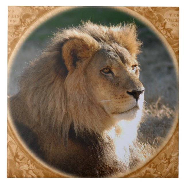Leão africano 6775e11x11fram-b (Frente)