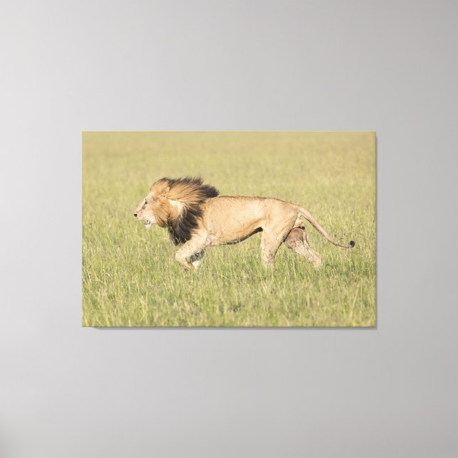 Leão Africano na Impressão da Canvas de Savana (Frente)