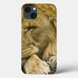 Leão Africano, Panthera leo, adormecido