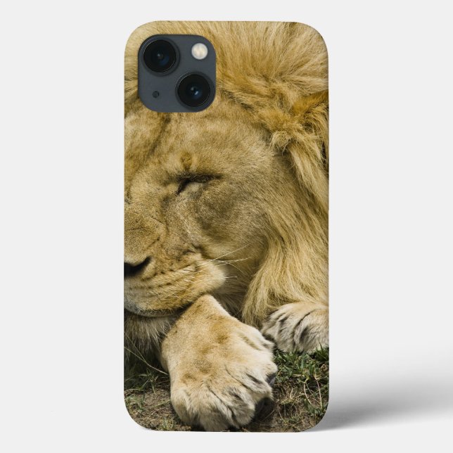 Leão-africano, Panthera leo, deitado dormindo (Verso)
