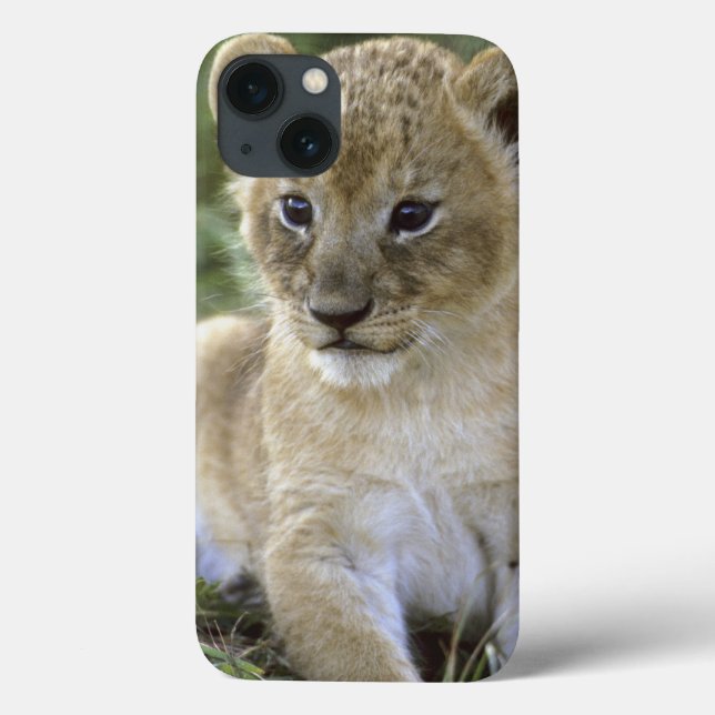 Leão africano, Panthera leo), Tanzânia, (Verso)