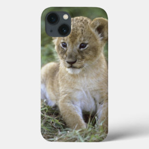 Leão africano, Panthera leo), Tanzânia,