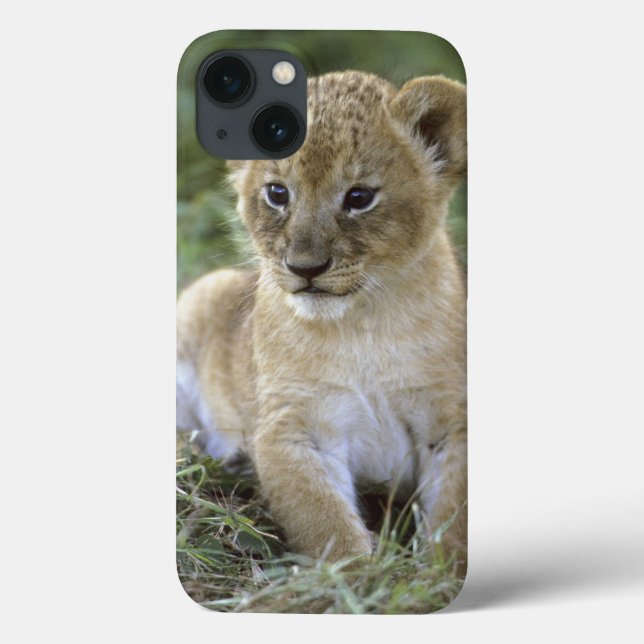 Leão africano, Panthera leo), Tanzânia, (Verso)