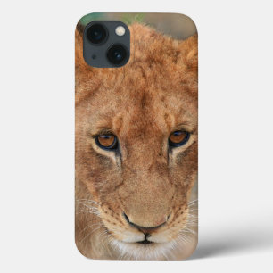 Leão Cub