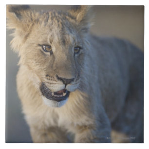 Leão Cub (Panthera Leo)   Namíbia