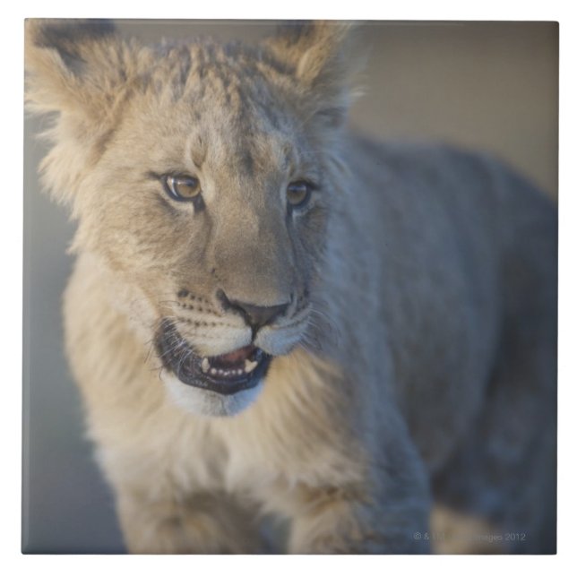 Leão Cub (Panthera Leo) | Namíbia (Frente)