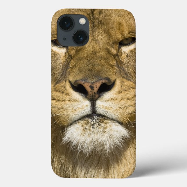 Leão de Barbary do africano, Panthera leo leo, um (Verso)