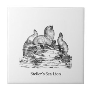 Leão de mar de Steller