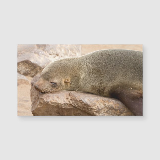 Leão de mar jovem (Frente)