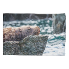 Leão-Do-Mar Na Baía De Ressurreição, Alasca