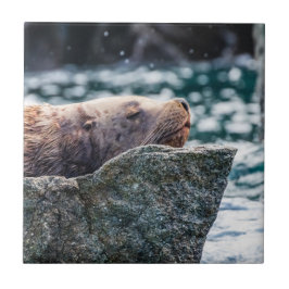 Leão-Do-Mar Na Baía De Ressurreição, Alasca