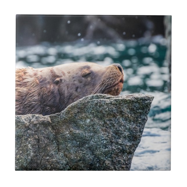 Leão-Do-Mar Na Baía De Ressurreição, Alasca (Frente)