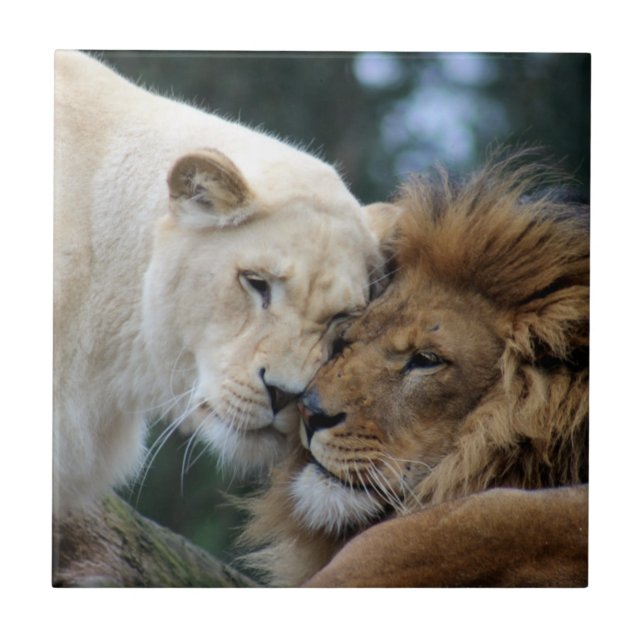 Leão e Leão (Frente)