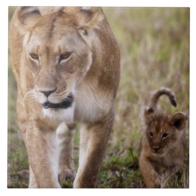 Leão fêmea com cubo (Frente)