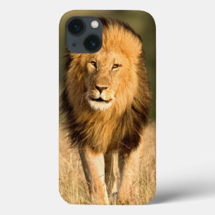 Leão Macho Caminhando