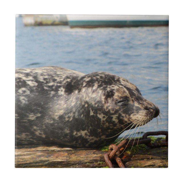 Leão marinho (Frente)