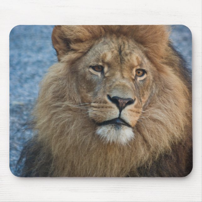 Leão Mousepad (Frente)