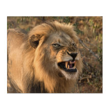 Leão no cenário da África Selvagem