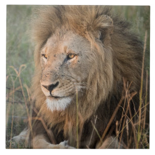 Leão No Cenário Natural Africano