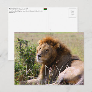 Leão no Masai Mara, Quênia Cartão Postal de Viagem