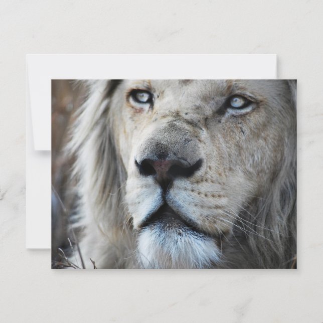 Leão ouve minha batida cardíaca África (Frente)