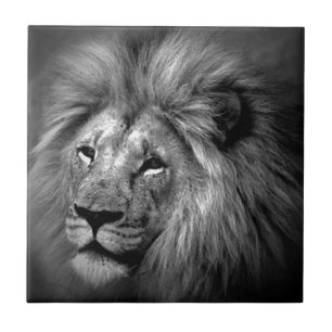 Leão preto e branco