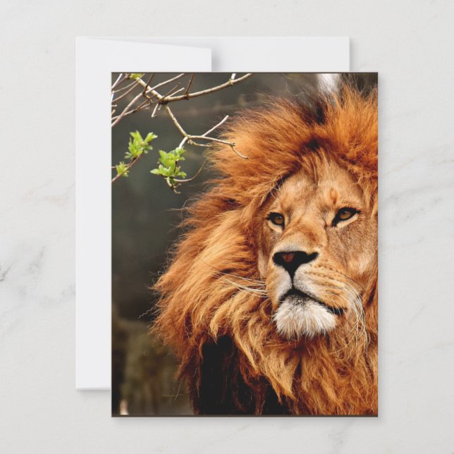 Leão, Rei da Selva (Frente)