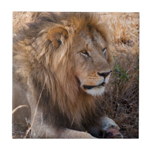 Leão Reserva Nacional Maasai Mara, Quênia